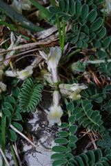 Astragalus depressus