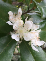 Eugenia brasiliensis