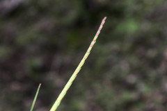 Tripsacum zopilotense