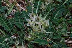 Astragalus depressus
