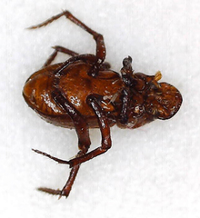 Paracorythoderus marshalli