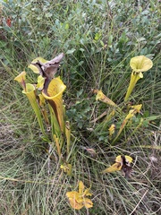Sarracenia flava