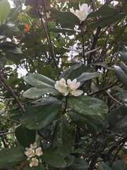 Eugenia brasiliensis