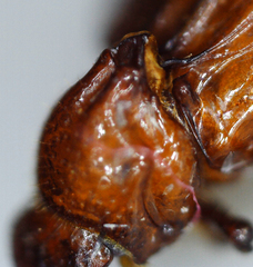 Paracorythoderus marshalli