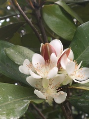 Eugenia brasiliensis