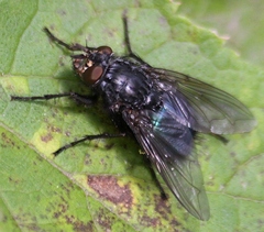 Cynomya cadaverina