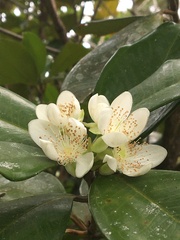 Eugenia brasiliensis