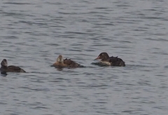 Somateria spectabilis