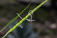 Tripsacum zopilotense