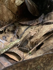 Lithobates warszewitschii