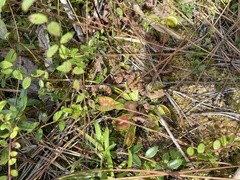 Dionaea muscipula