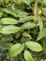 Carya ovalis