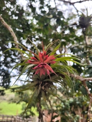 Tillandsia geminiflora