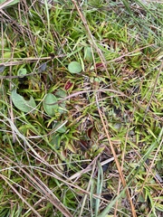 Dionaea muscipula