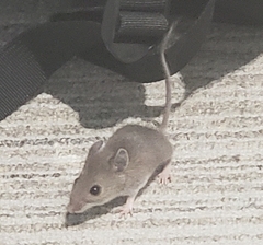 Muroidea
