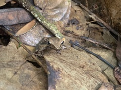 Lithobates warszewitschii