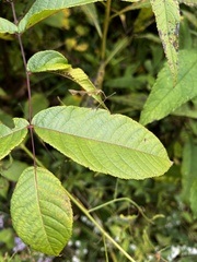 Carya ovalis