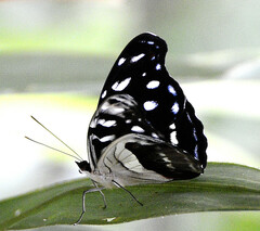 Catonephele chromis chromis
