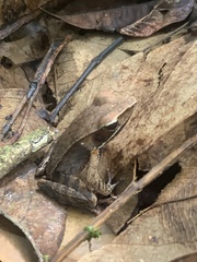Lithobates warszewitschii