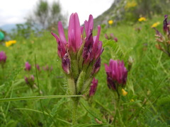 Astragalus hypoglottis hypoglottis