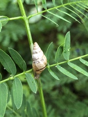 Rachis punctata