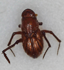 Paracorythoderus marshalli