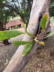 Epiphyllum phyllanthus