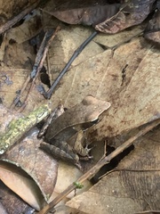 Lithobates warszewitschii