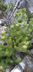 Leucadendron singulare