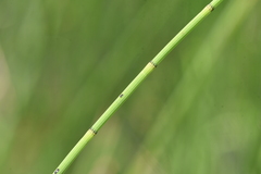 Equisetum