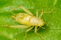 Cyrtoxipha columbiana