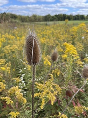 Dipsacus