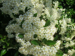 Pyracantha