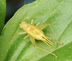 Cyrtoxipha columbiana