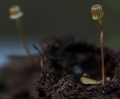 Mycena picta