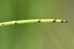 Equisetum