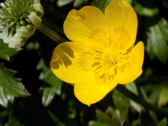 Ranunculus