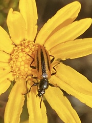 Neoeutrapela