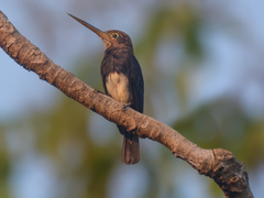 Brachygalba lugubris