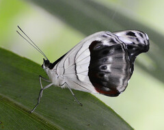 Catonephele chromis chromis