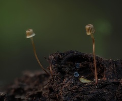 Mycena picta