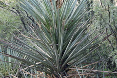 Yucca torreyi