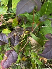 Acer negundo