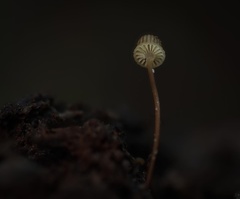Mycena picta