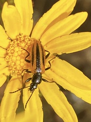 Neoeutrapela