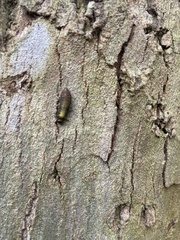 Paropsisterna m-fuscum