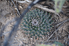 Mammillaria meiacantha