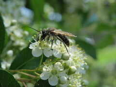 Andrena