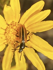 Neoeutrapela