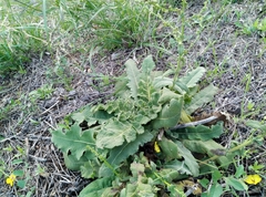 Verbascum sinuatum